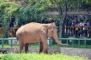 吃瓜群众瓜哥南宁动物园,动物乐园里的欢乐时光