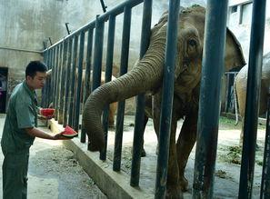 吃瓜群众瓜哥南宁动物园,动物乐园里的欢乐时光