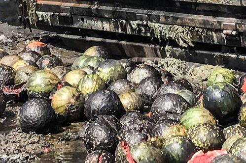 火星吃瓜群众,揭秘火星表面的趣味生活