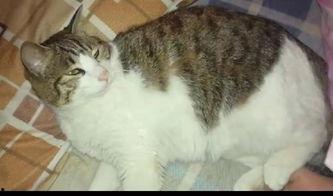 吃瓜群众的猫吵架,吃瓜群众见证的喵星人争吵风云