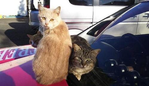 吃瓜群众的猫吵架,吃瓜群众见证的喵星人争吵风云