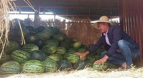 机智吃瓜群众流泪,机智吃瓜群众的感人瞬间