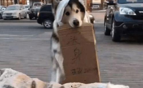 两只羊当街互怼吃瓜群众