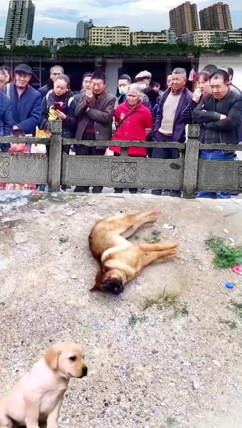 吃瓜群众围观的人真多,吃瓜群众围观的热闹现场