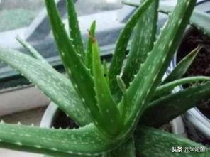 吃瓜群众芦荟,揭秘娱乐圈背后的秘密