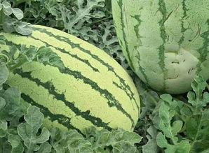 吃瓜群众芦荟,揭秘娱乐圈背后的秘密