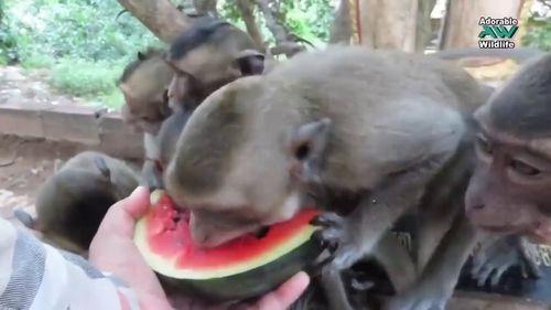 吃瓜群众小猴子视频在线观看,在线观看笑翻天