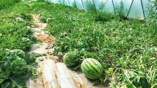 金乡县的吃瓜群众是谁,揭秘当地独特社会现象