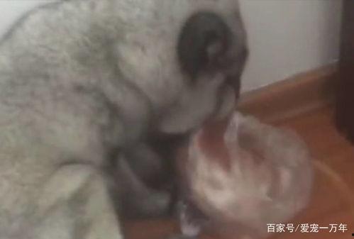 吃瓜群众捂脸笑哭视频大全,捂脸笑哭！吃瓜群众经典搞笑视频大盘点