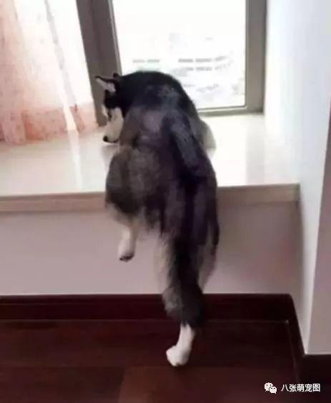 二哈吃瓜群众黑脸,揭秘网络舆论背后的真相