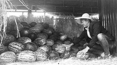 朱山吃瓜群众事件视频完整版,揭秘网络舆论风暴背后的真相